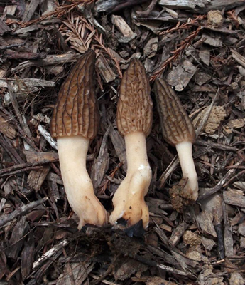 Morchella importuna